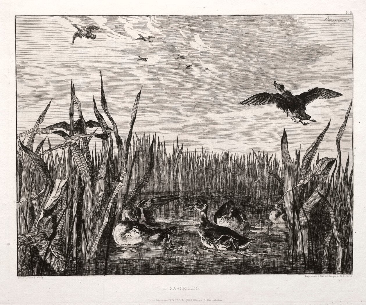 Cercas, 1853 impresso 1864. de Felix Bracquemond