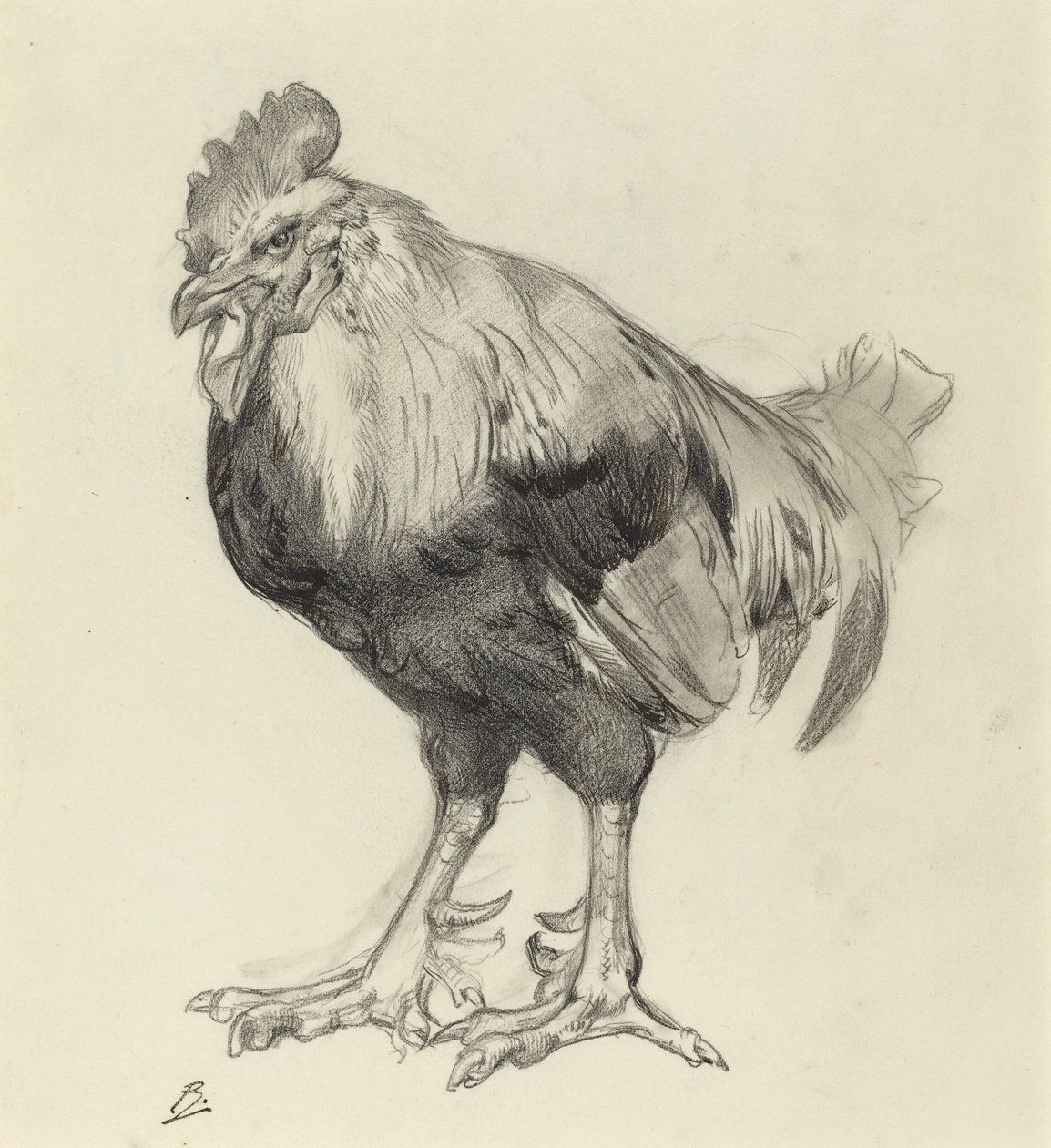 O galo velho de Felix Bracquemond