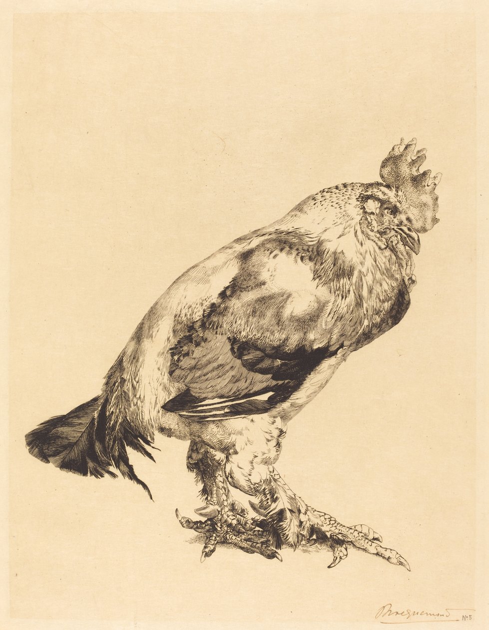 O galo velho de Felix Bracquemond