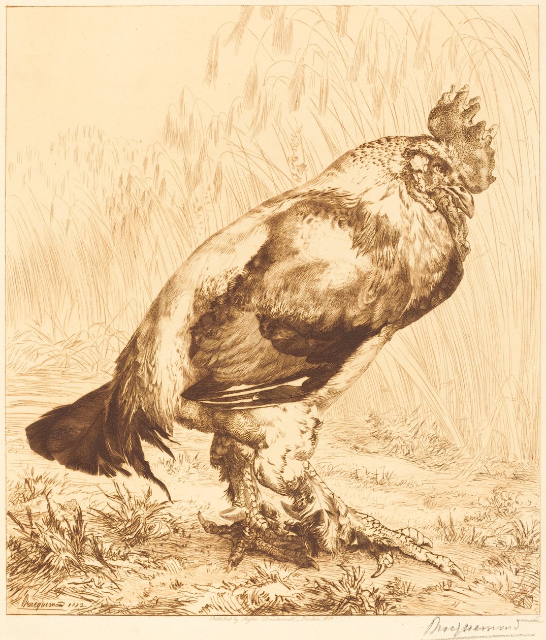 O galo velho de Felix Bracquemond