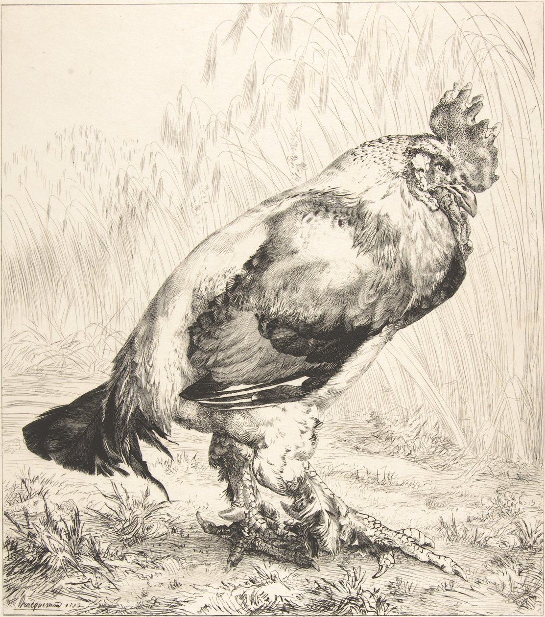 O Galo Velho, 1882. de Felix Bracquemond