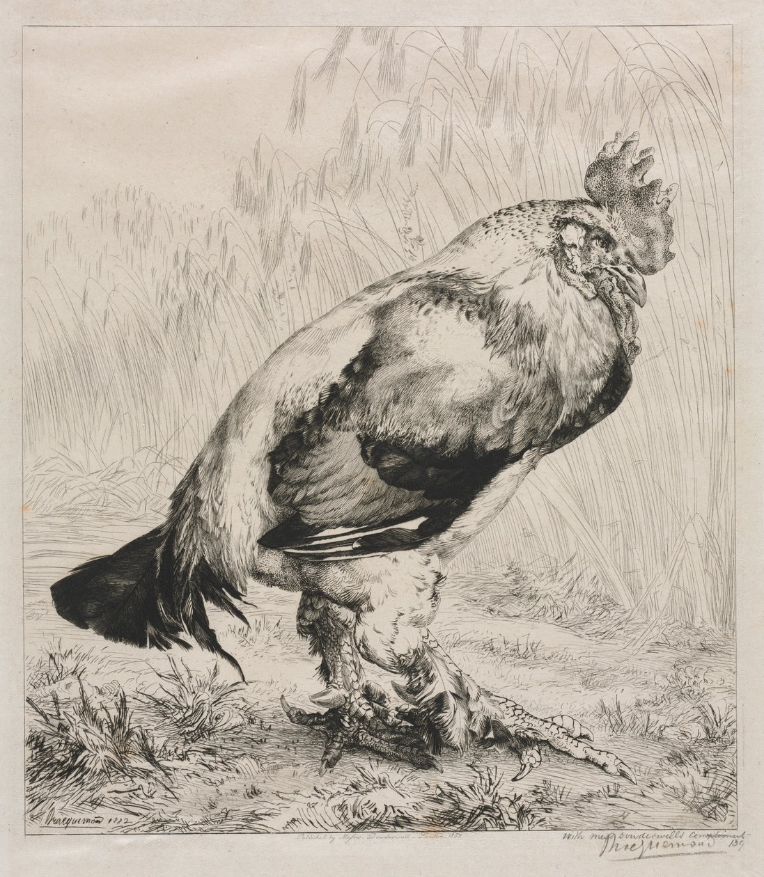 O Galo Velho, 1882. de Felix Bracquemond