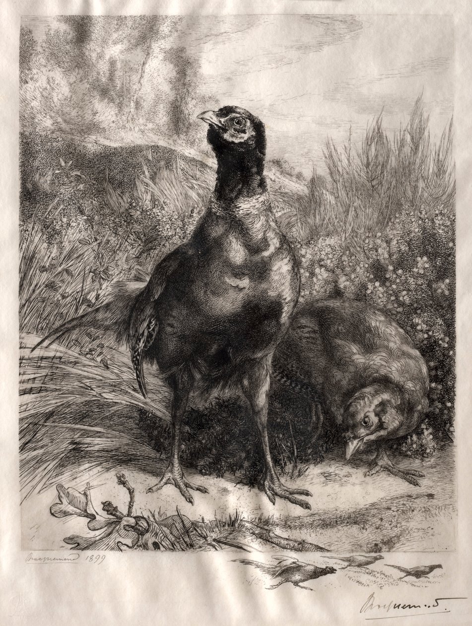 Os faisões, 1899. de Felix Bracquemond