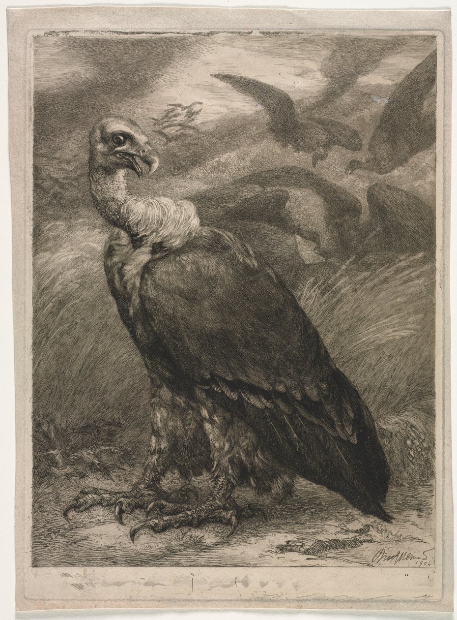 Abutre, 1904. de Felix Bracquemond
