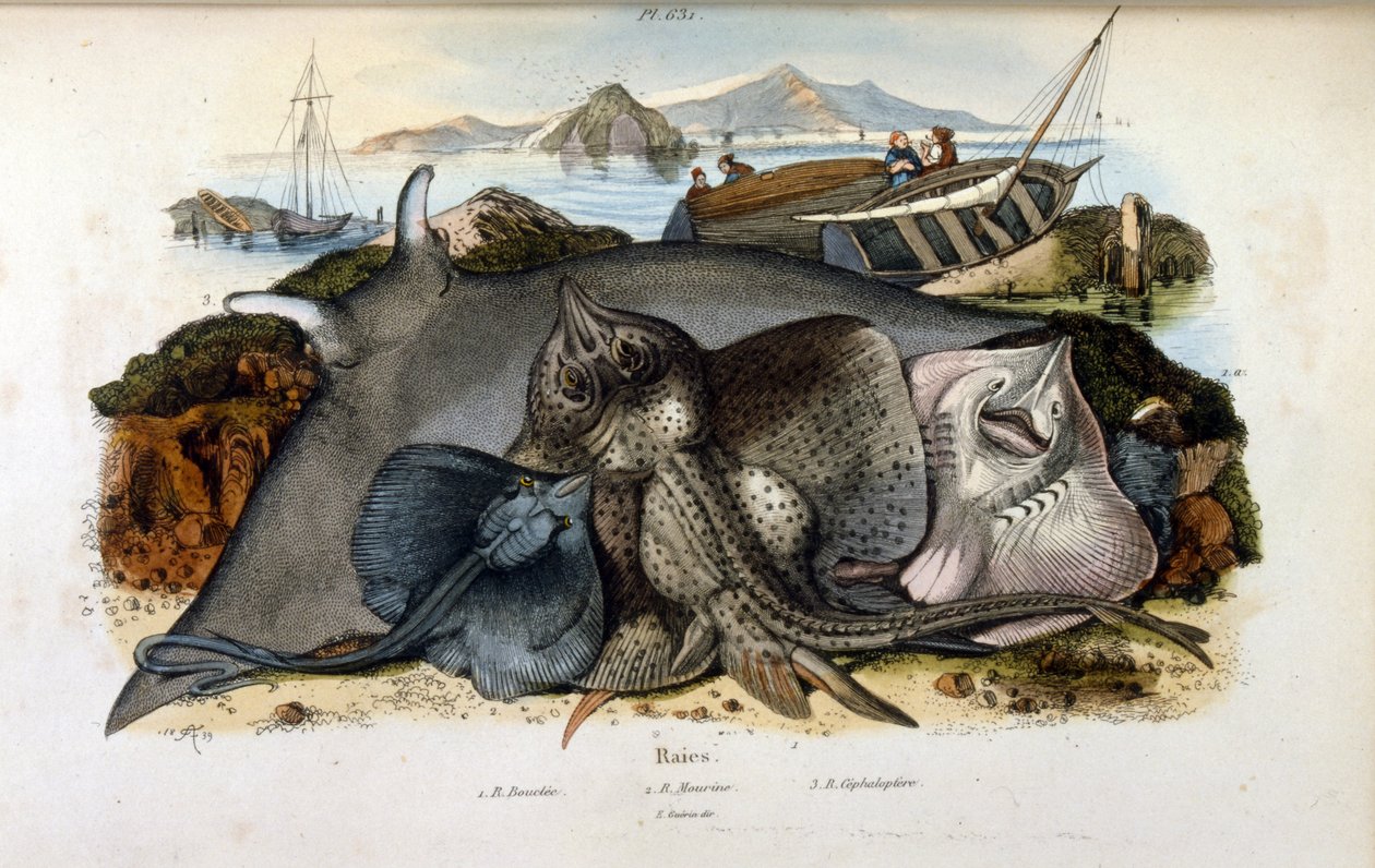 Ilustração do peixe Manta Ray (cromolitografia do Dictionnaire pittoresque d