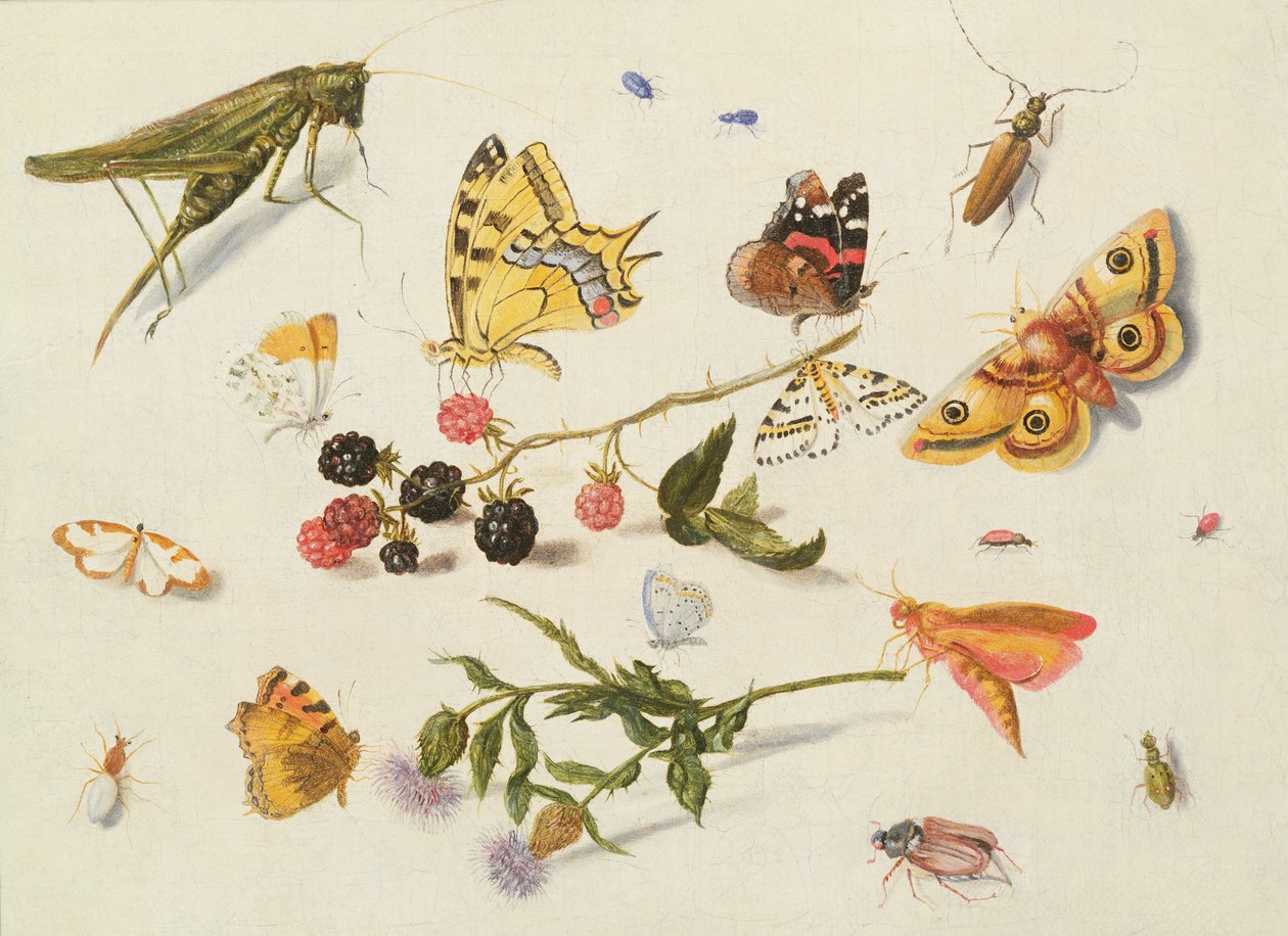 Estudo de Insetos, Flores e Frutas, século XVII de Ferdinand van Kessel