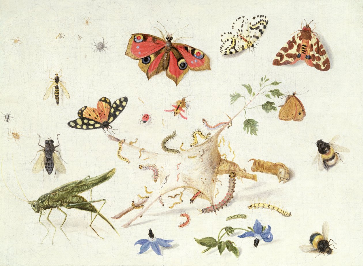 Estudo de insetos e flores (óleo) de Ferdinand van Kessel