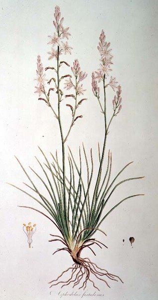 Asphodelus Fistulosus, de 