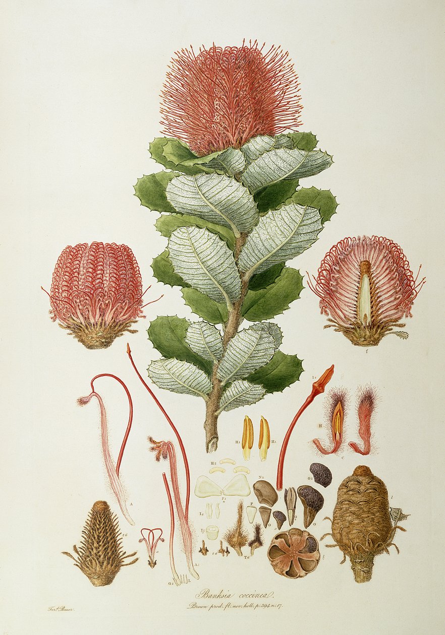 coccinea Banksia, de Ilustração Novaie Flora Holland&39;, publicado 1813 de Ferdinand Bauer