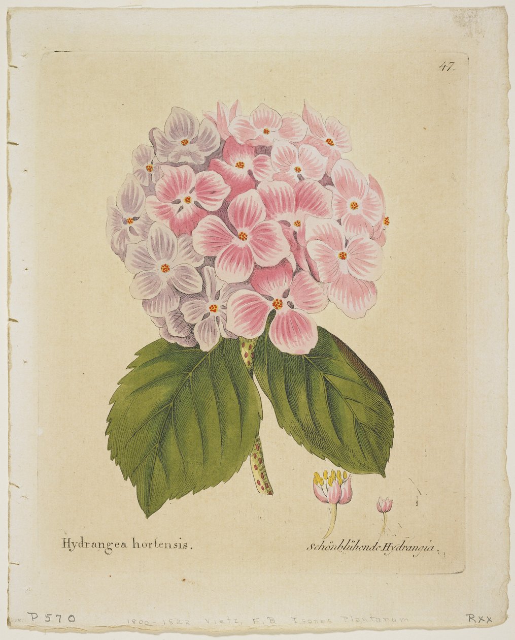 Schonbluhende Hydrang, de ícones Planta Medica descrição experiência econômico-tecnológica com as suas declarações, (gravura mão-colorida) 1804 de Ferdinand Bernhard Vietz