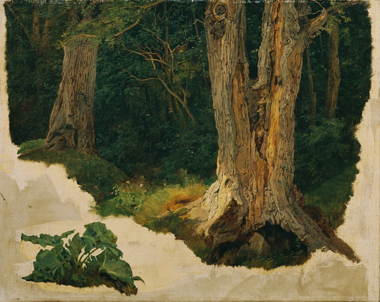 Estudo das árvores de Ferdinand Georg Waldmuller