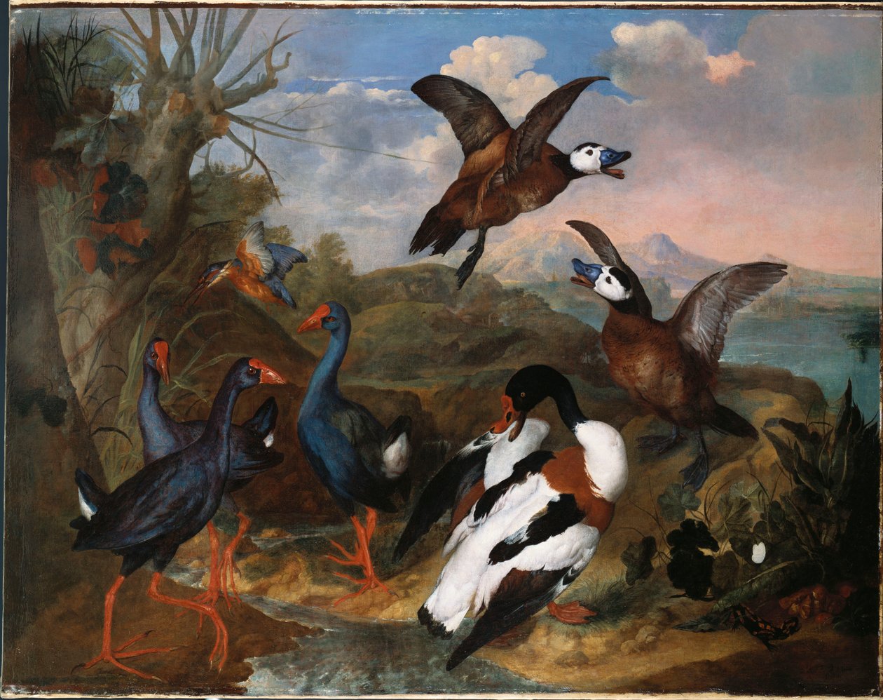 Patos de concha e outras aves em uma paisagem, 1720 de Ferdinand Phillip de Hamilton
