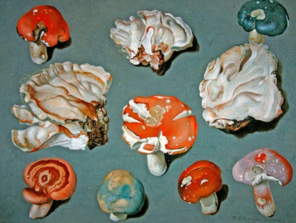 Estudos de Fungos de Ferdinand Phillip de Hamilton