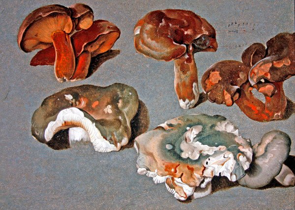 Estudos de Fungos de Ferdinand Phillip de Hamilton