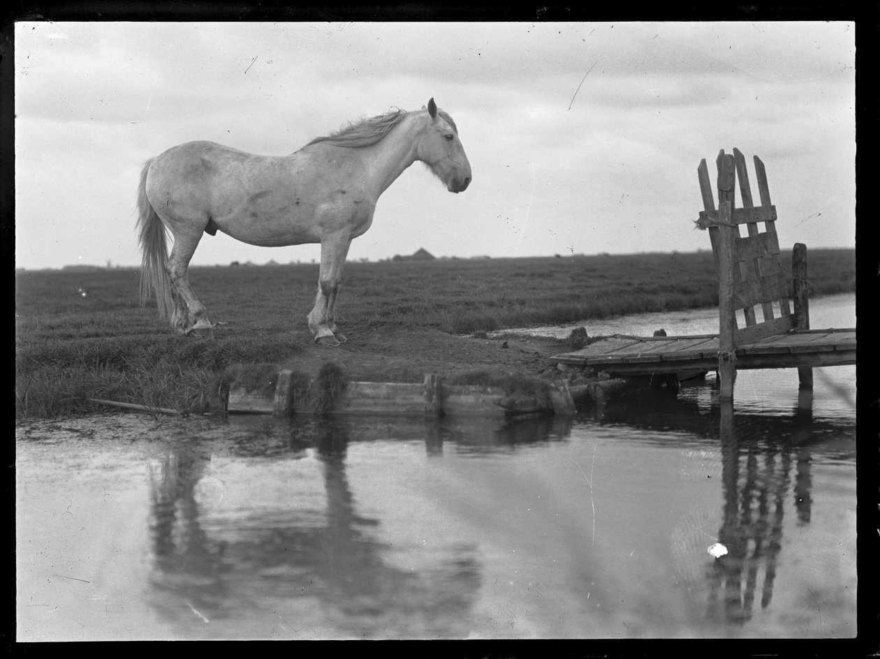 Cavalo solitário de Ferdinand Schmutzer