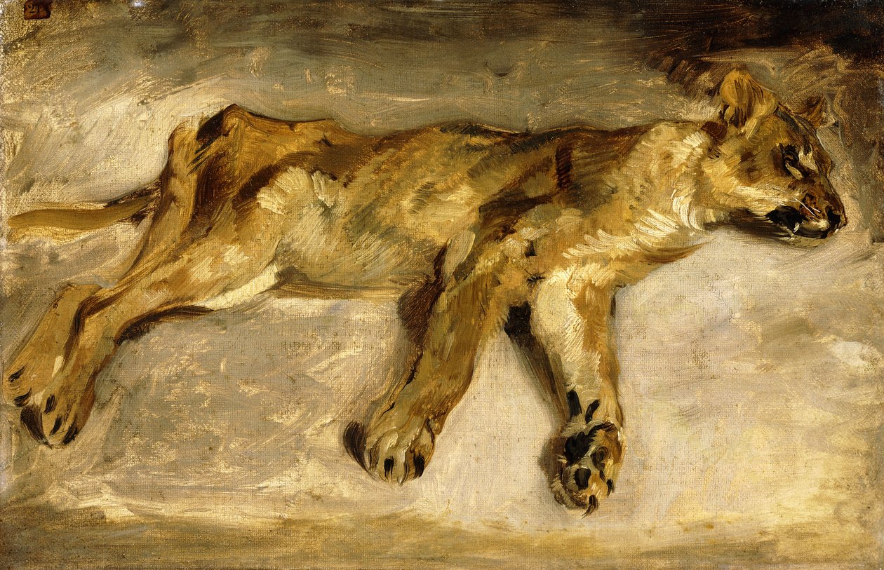 Uma Leoa Adormecida, c.1830 de Ferdinand Victor Eugene Delacroix