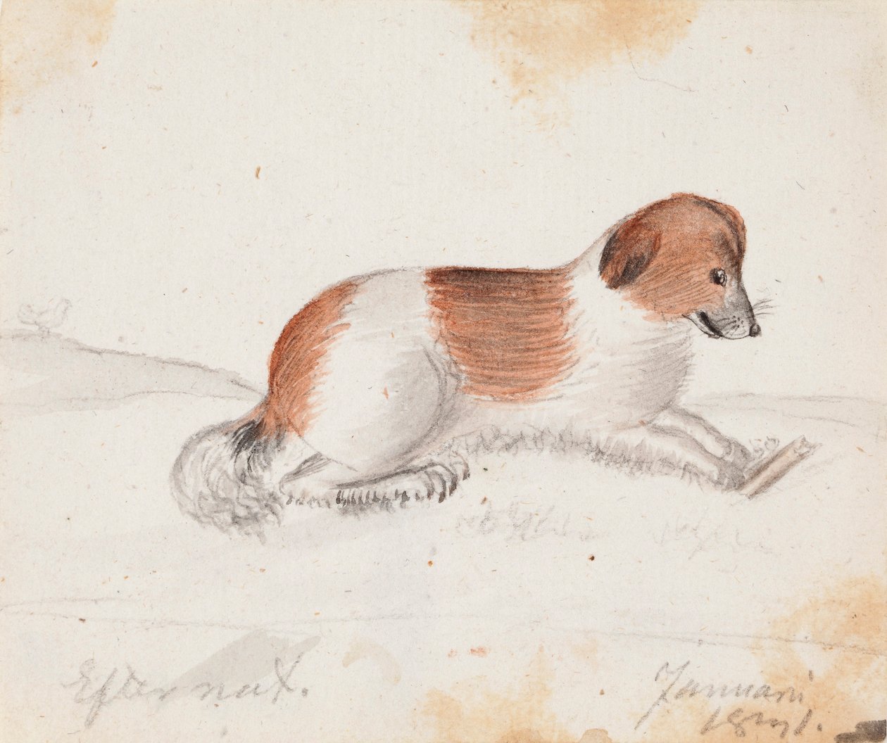 Cão de Ferdinand von Wright