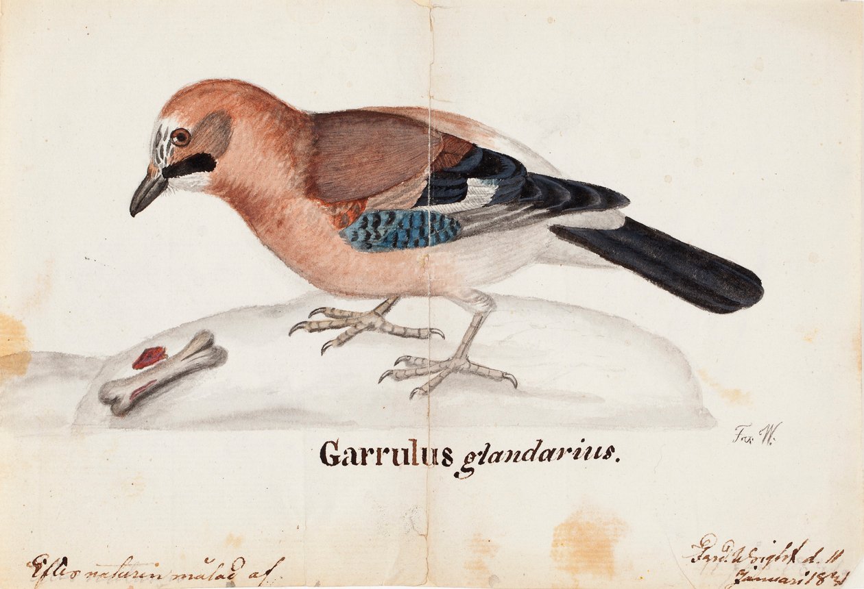 Gaio da Eurásia de Ferdinand von Wright