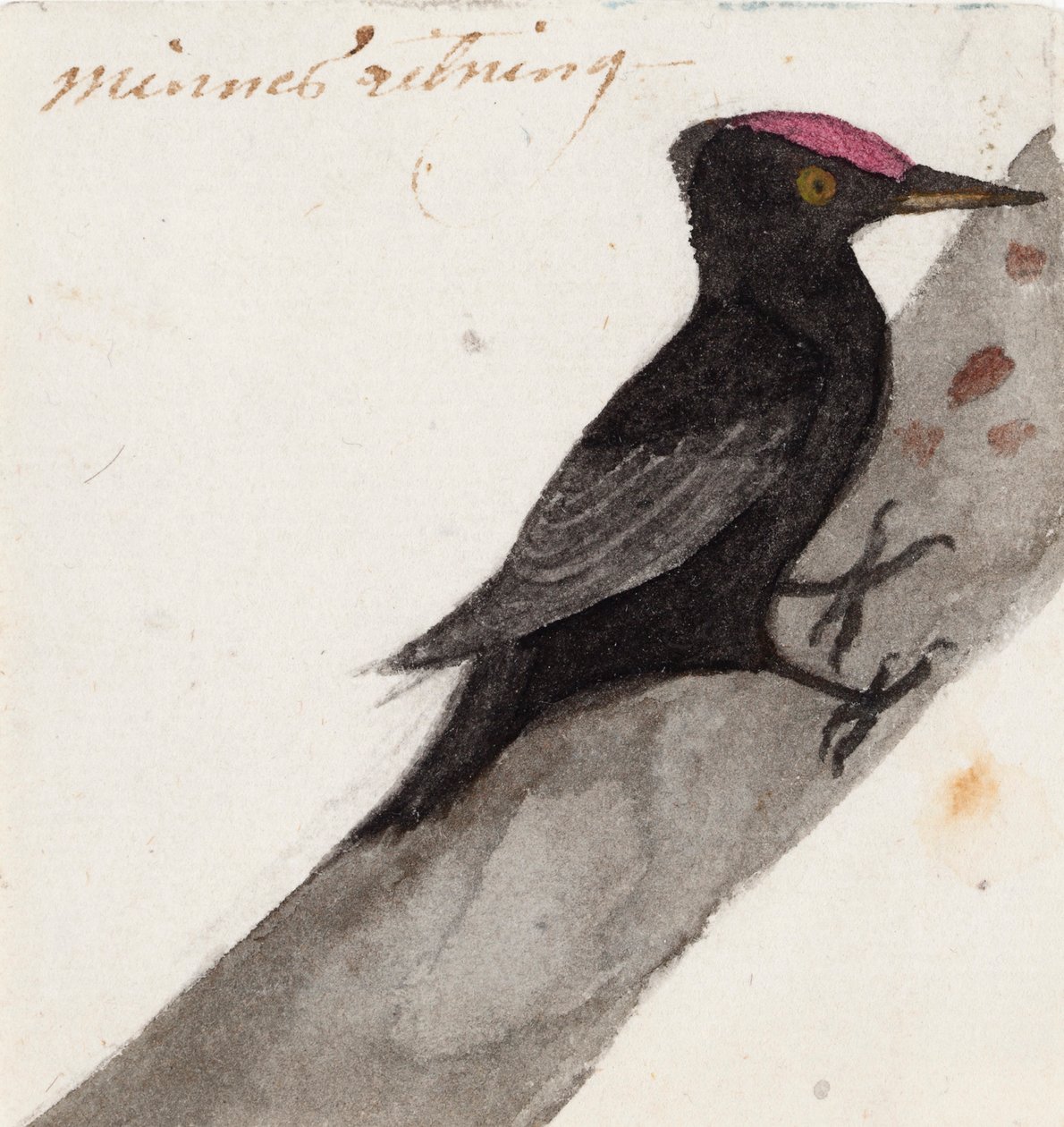 O grande pica-pau preto de Ferdinand von Wright