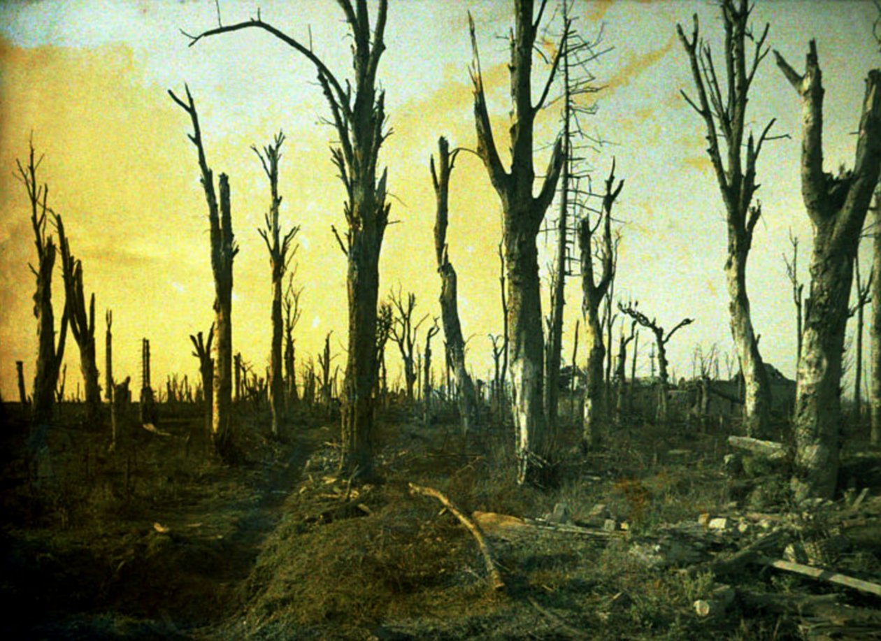 Árvores destruídas durante a batalha, Chaulnes, Somme, França, 1917 (autochrome) de Fernand Cuville