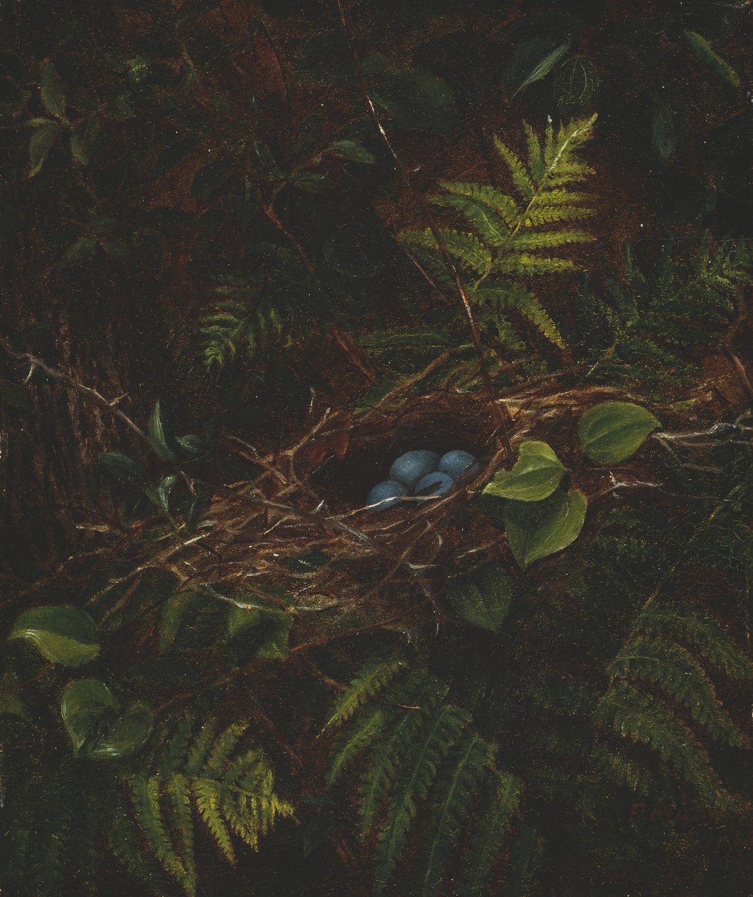 Ninho de pássaro e samambaias, 1863. de Fidelia Bridges