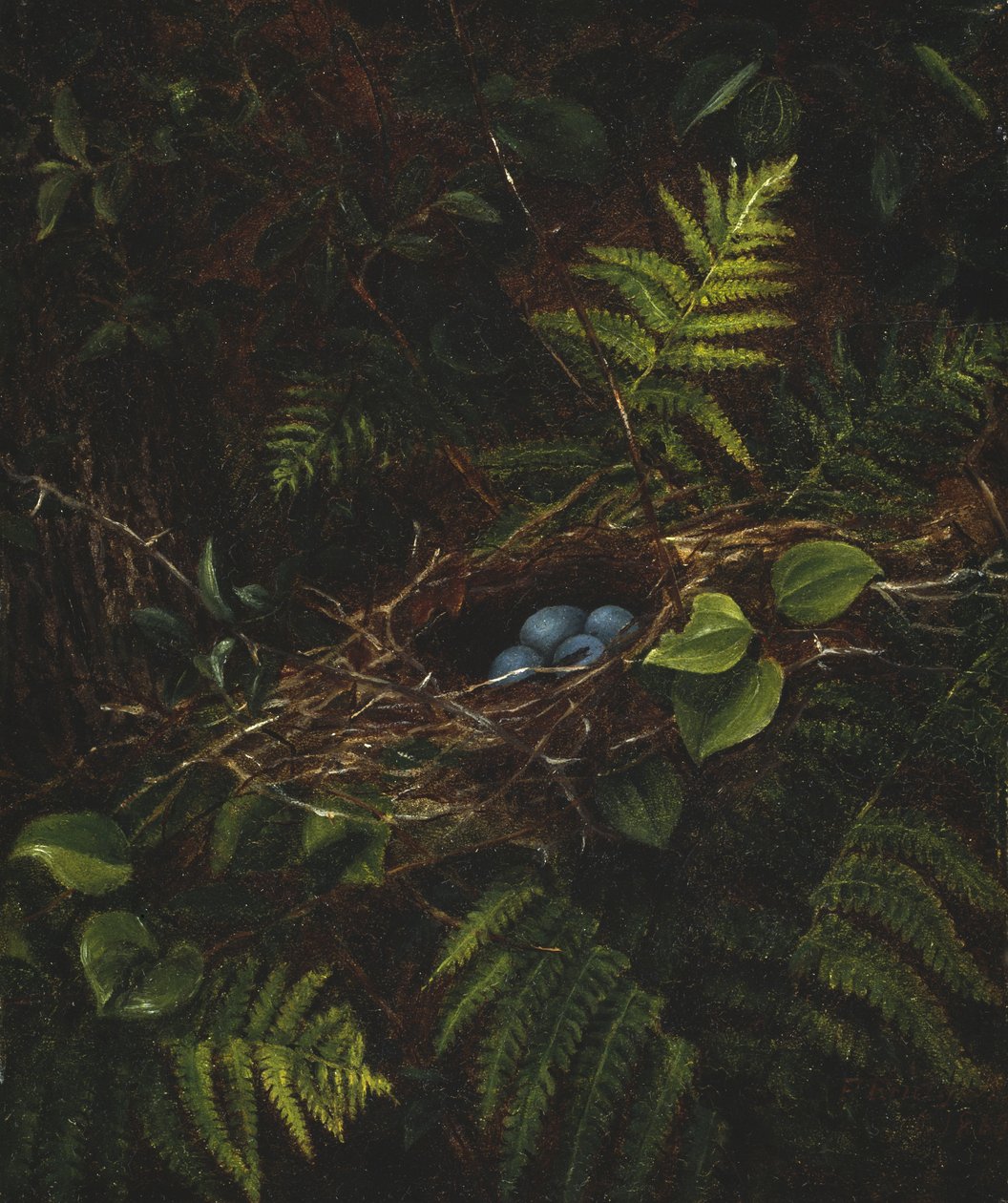 Ninho e samambaias de pássaros, 1863 de Fidelia Bridges