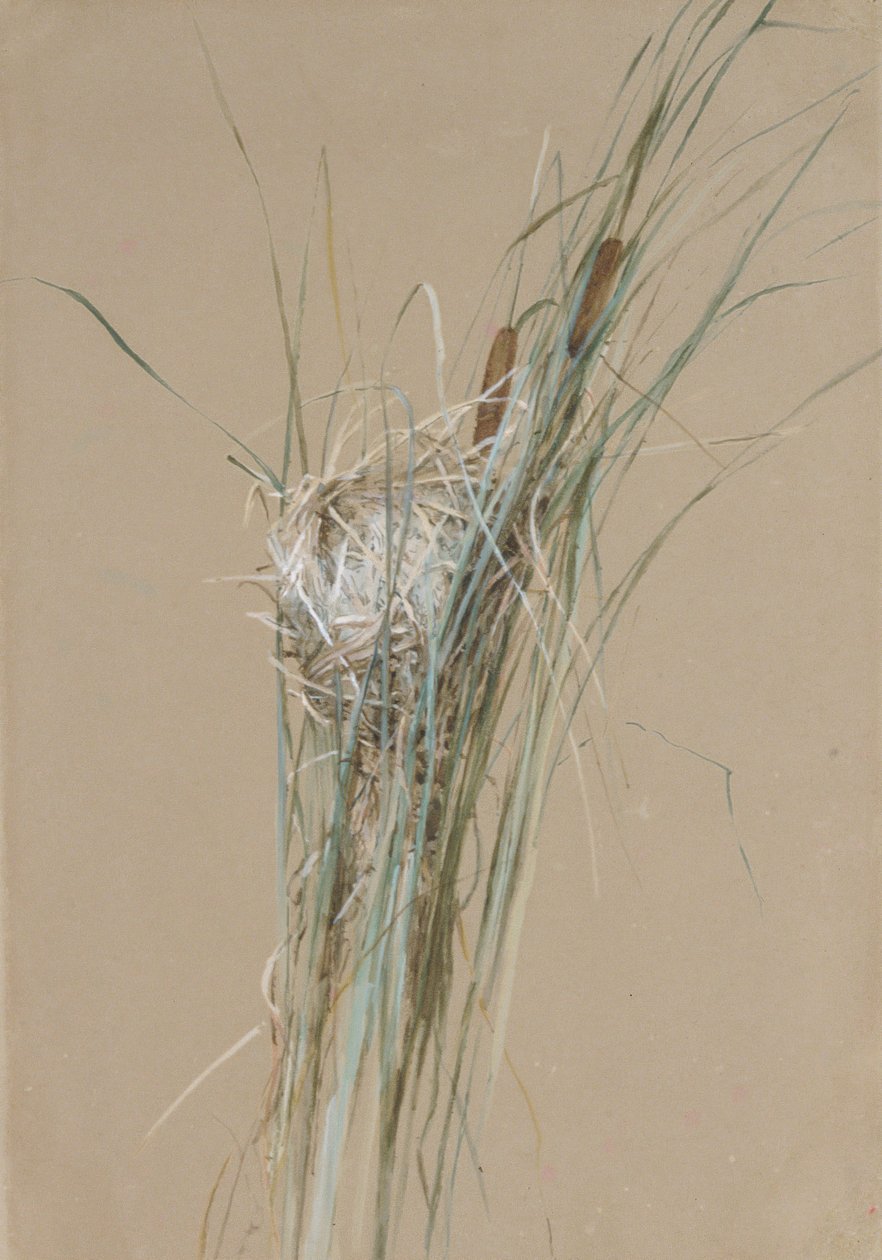 Ninho de pássaros em Cattails, ca. 1875 de Fidelia Bridges