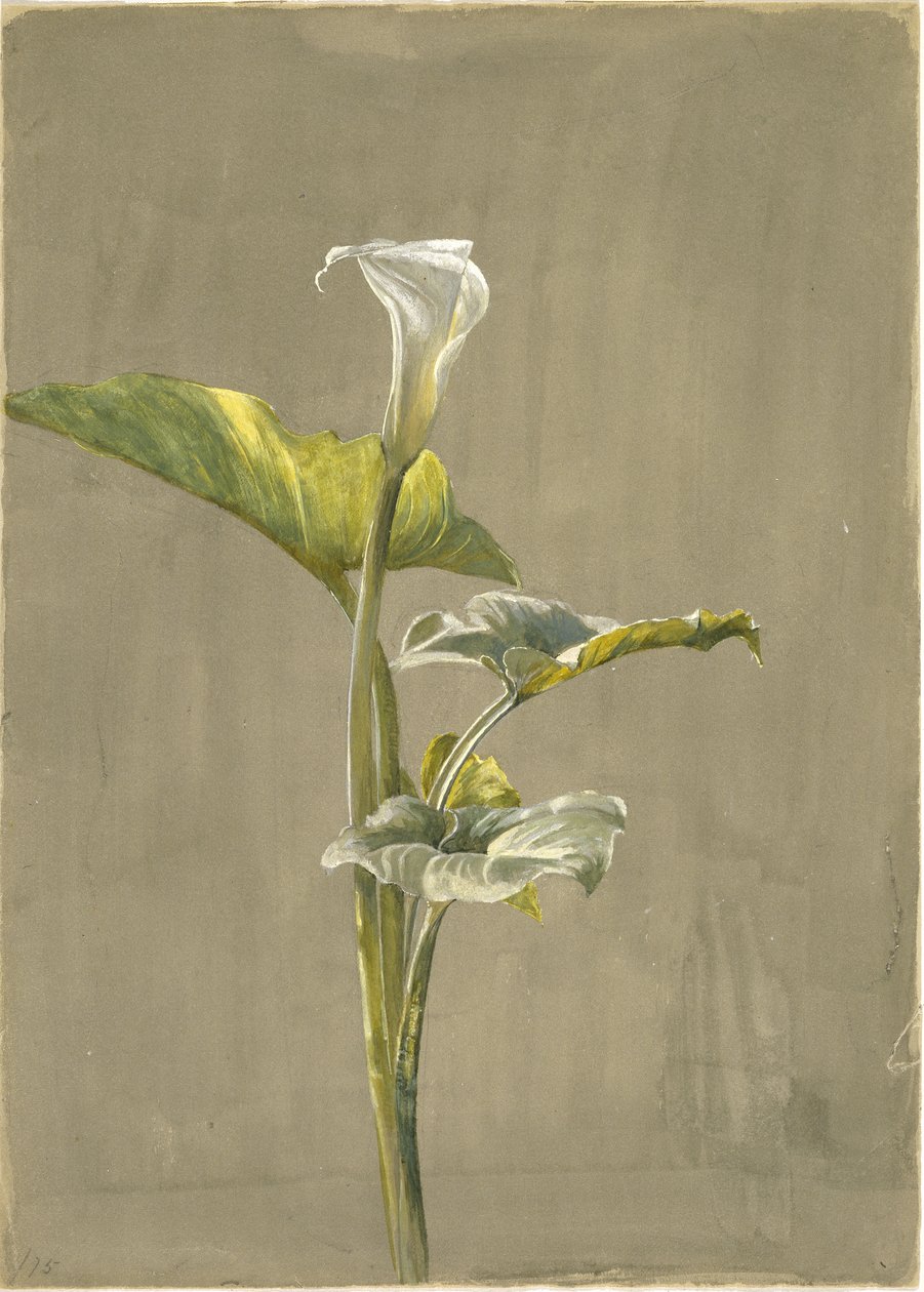Calla Lily, 1875 (wc no papel) de Fidelia Bridges