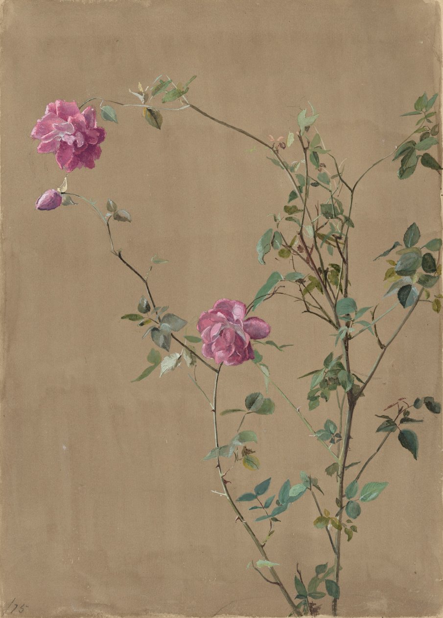 Rosas cor de rosa de Fidelia Bridges