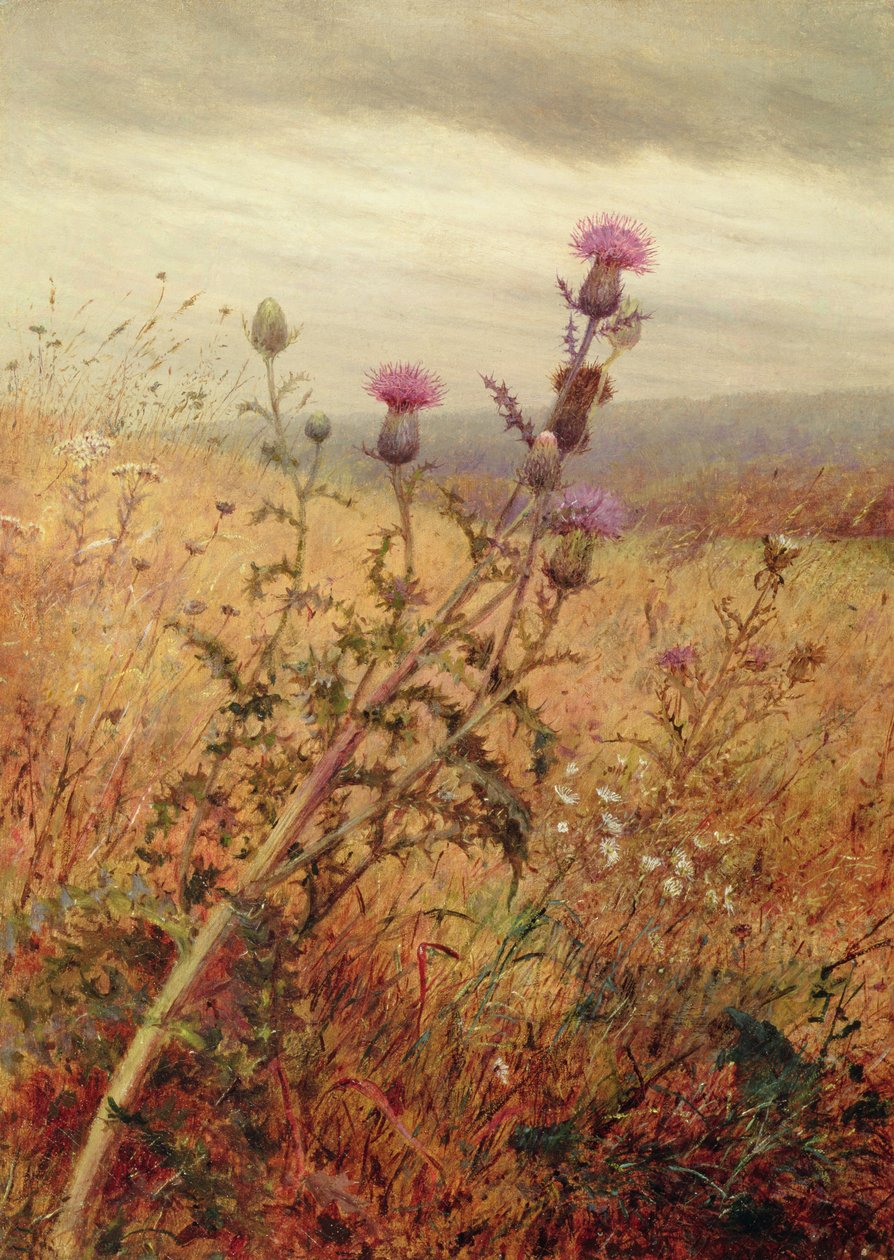 Cardo em um campo, 1875 de Fidelia Bridges