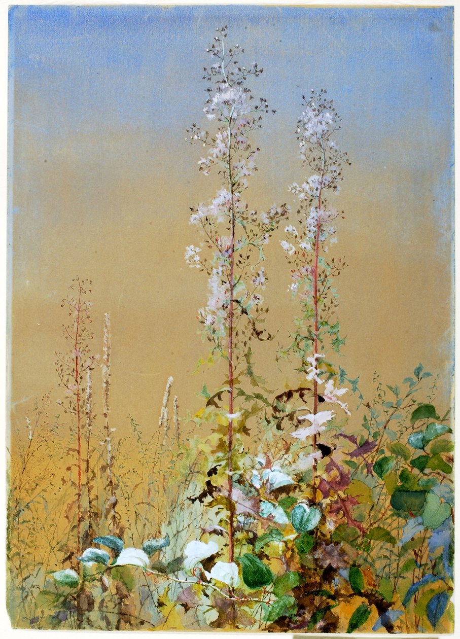 Sem título, ca. 1876. de Fidelia Bridges