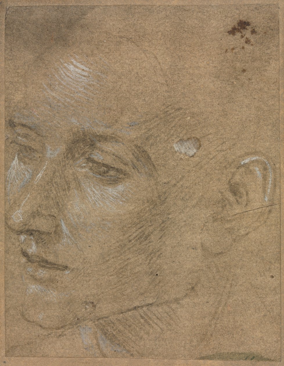 Cabeça de um jovem de Filippino Lippi