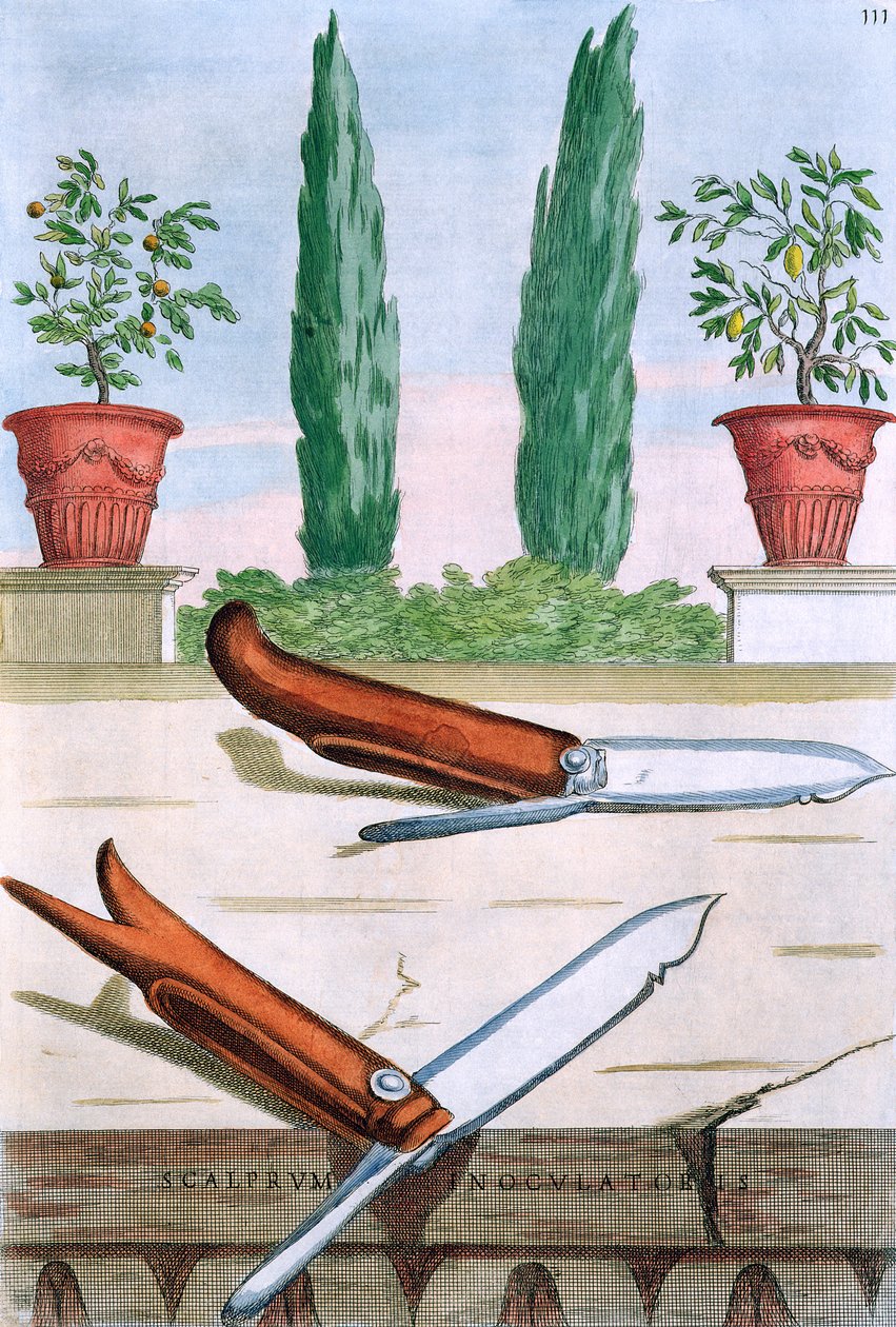 Faca de jardinagem, de "Hespérides", de Giovanni Battista Ferrari, gravada por Camillo Congio (fl.1630), publicada em 1646 de Filippo Gagliardi
