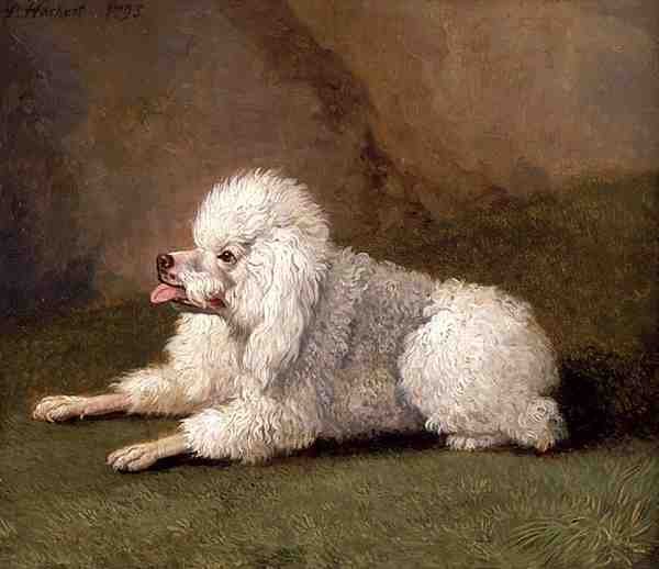 O Caniche Belga de Filippo Hackert