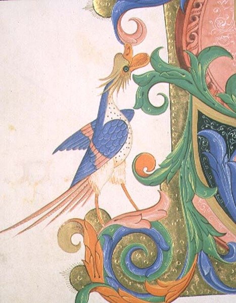 Missal 515 f.20v Pássaro fantástico, detalhe da decoração de uma inicial histórica de um Livro Coral executado antes de 1449 (vellum) de Filippo di Matteo Torelli