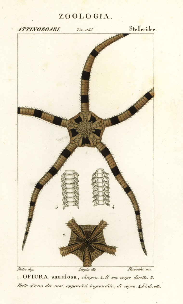 Equinodermes de estrela britânica, Ophiomastix annulosa, Ophiura annulosa de Finocchi Finocchi