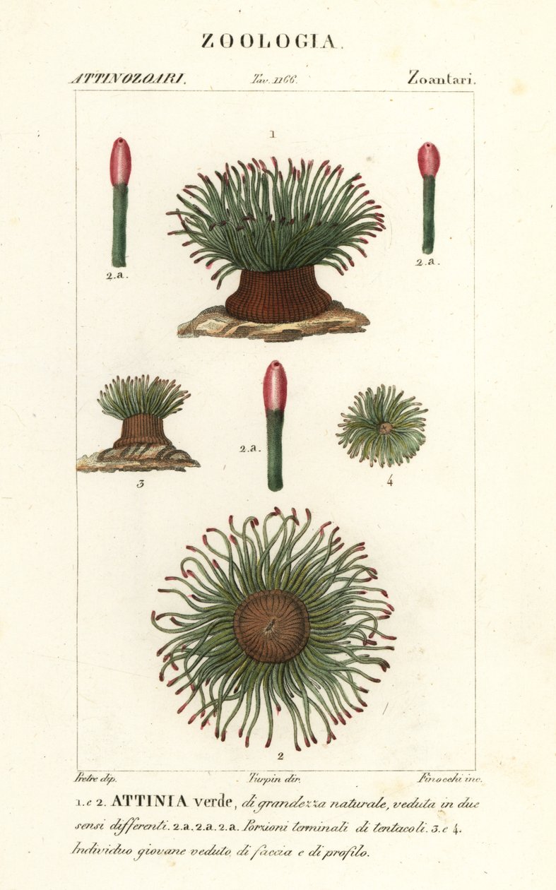 Anemónia sulcata, Anemonia sulcata, anémona marinha mediterrânica de Finocchi Finocchi