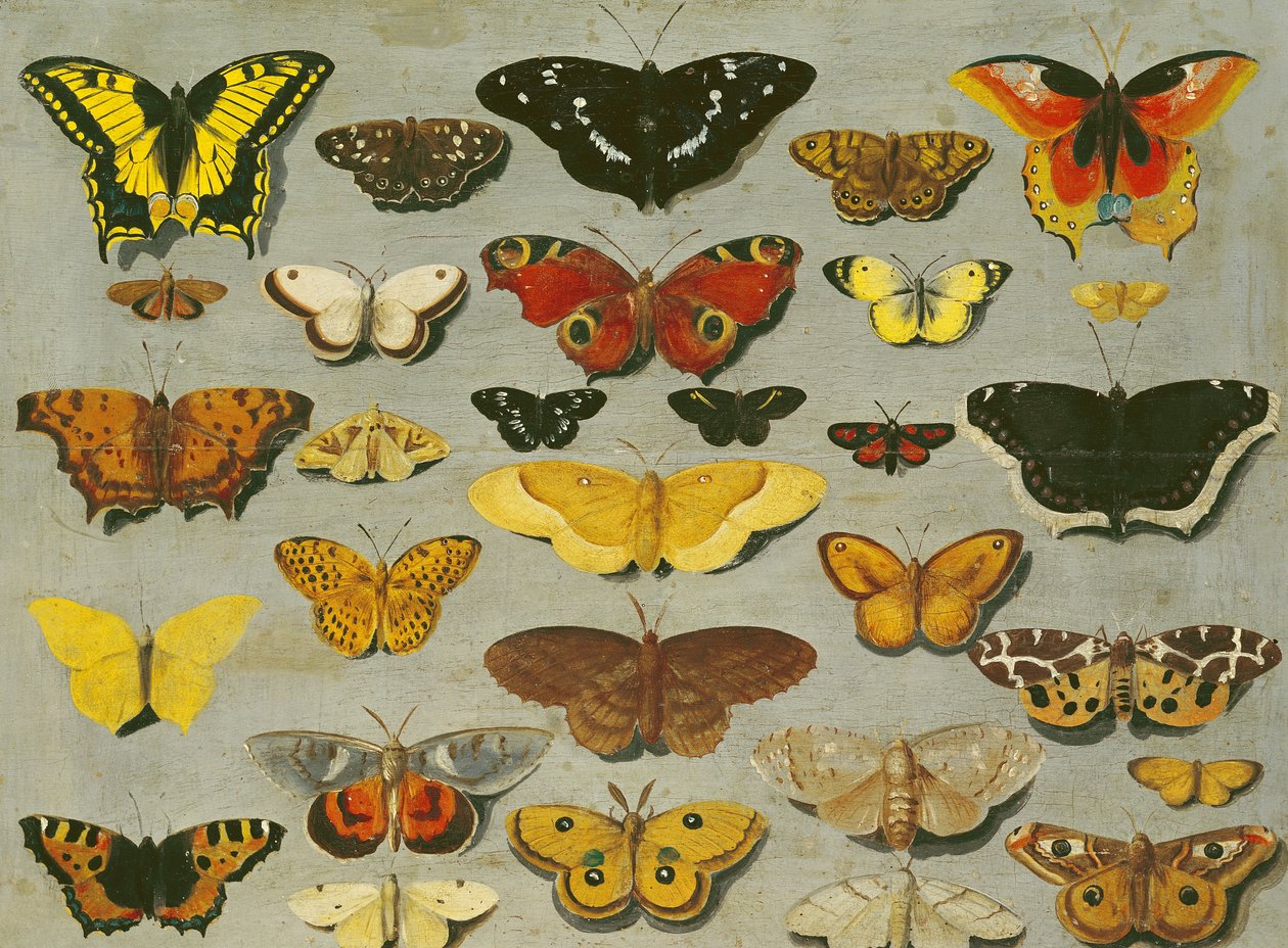 Borboletas de Flemish School