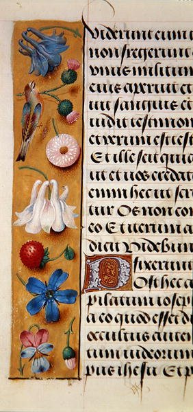 Sra. 1058-1975, f.22v: detalhe de uma borda floral de um Livro de Horas, c.1500 (vellum) de Flemish School