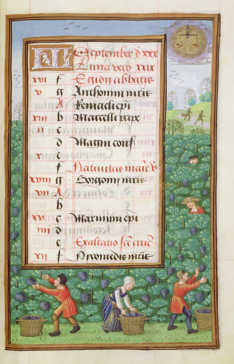 Ms 1058-1975 f9r Gathering Grapes, página de calendário iluminada para setembro, de um livro de horas, c.1500 de Flemish School