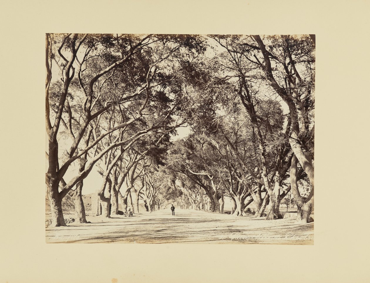 Cairo, Allée de Choubra de Félix Bonfils