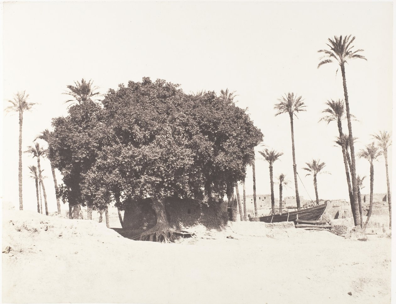 Esneh, Data Palms, Sycamore and Coffee on the Edge of the Nile, 1851-52, impresso em 1853-54. de Félix Teynard