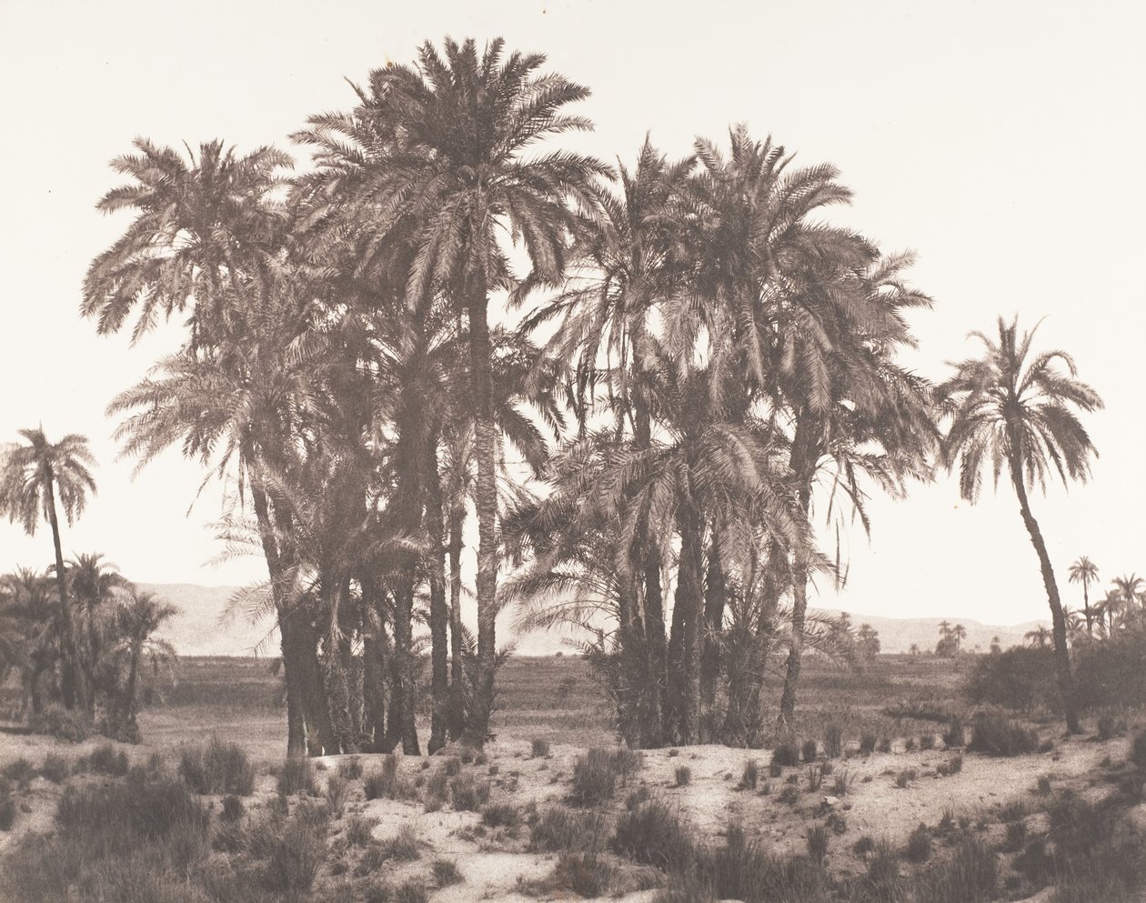Karnak, Grupo de Palmeiras Visto do Ponto A, 1851-52, impresso em 1853-54. de Félix Teynard