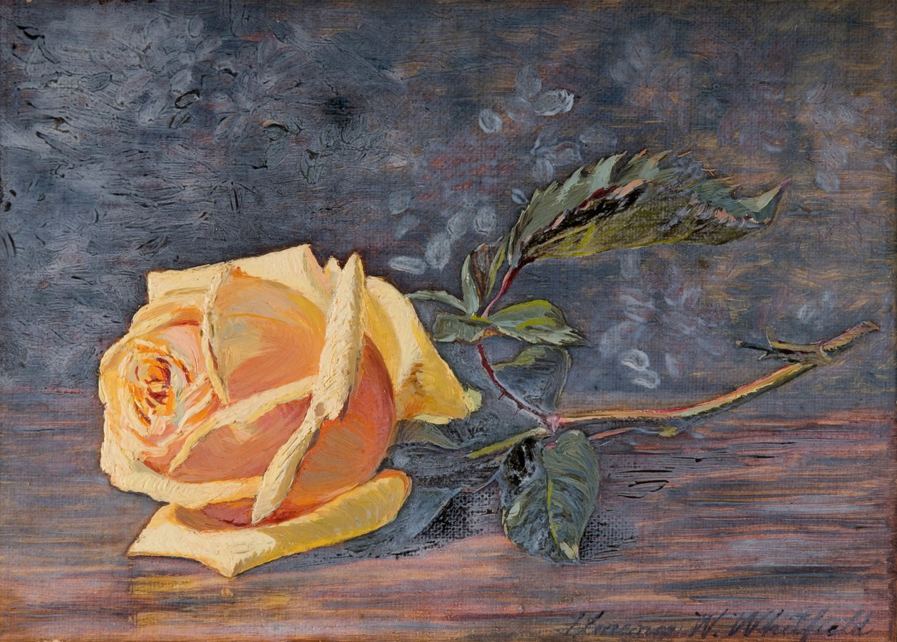 Rosa Amarela, 1887. de Florence Westwood Whitfield