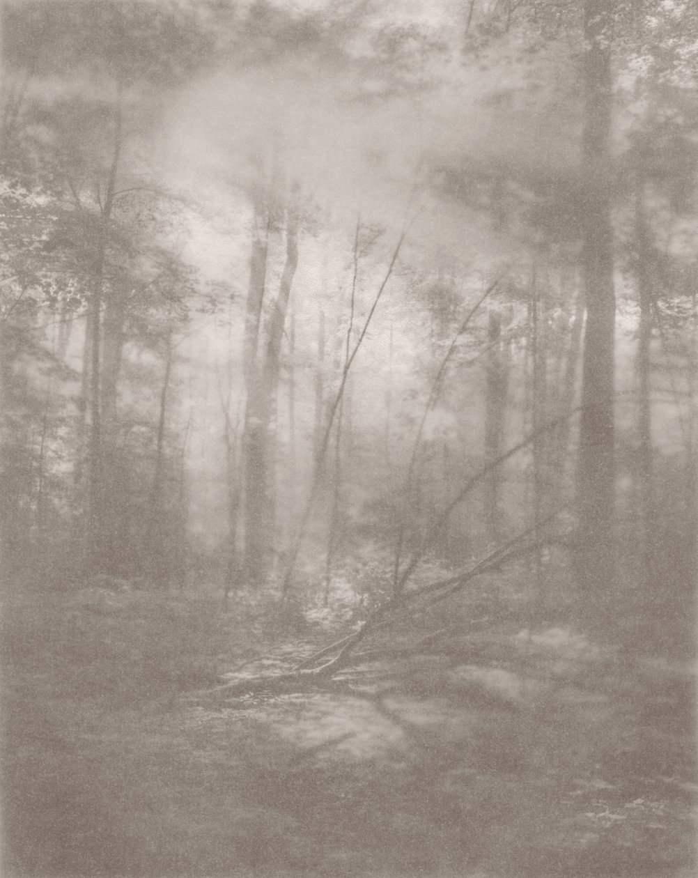 Foggy Jungle 2, 2024 (foto) de Florent Bodart