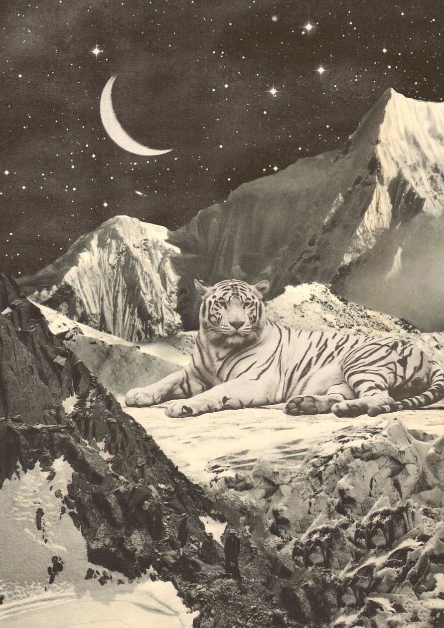 Tigre Branco Gigante nas Montanhas de Florent Bodart