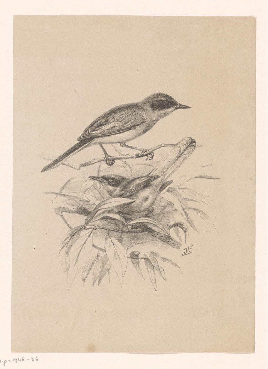 Duas pequenas aves num ramo de Floris Verster