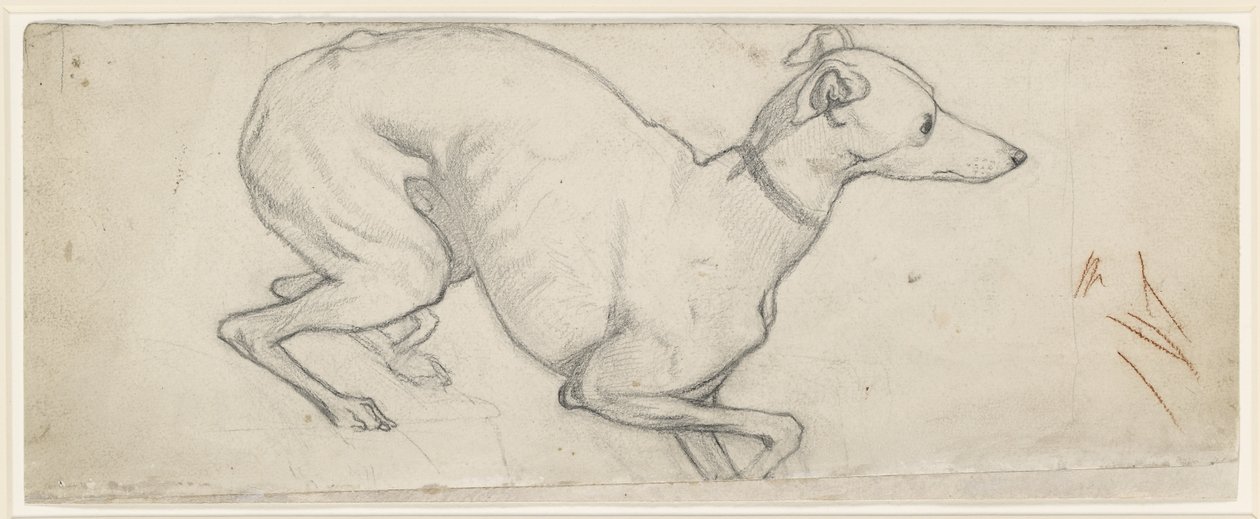 Estudo de um Greyhound (grafite em papel quase branco) de Ford Madox Brown