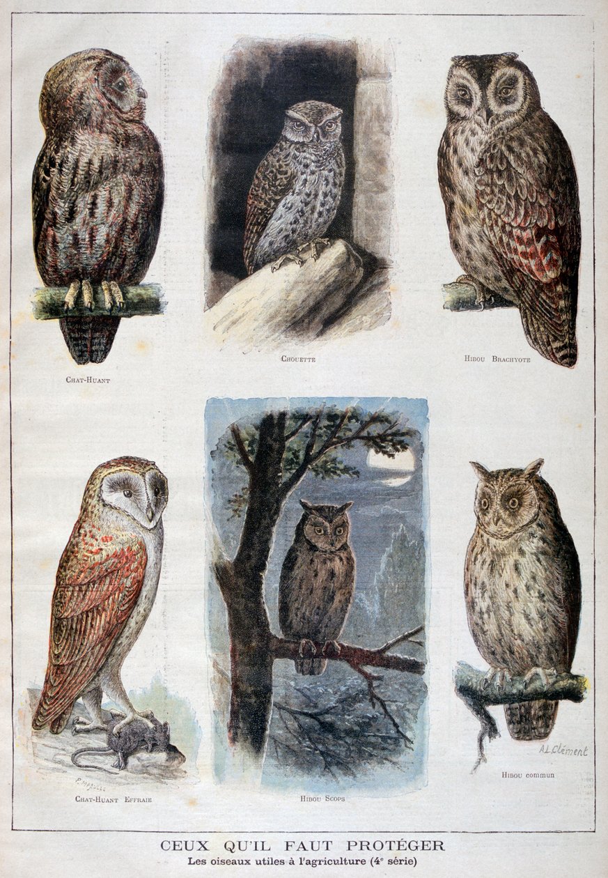 Aves protegidas e úteis na agricultura, 1897 de Fortuné Méaulle