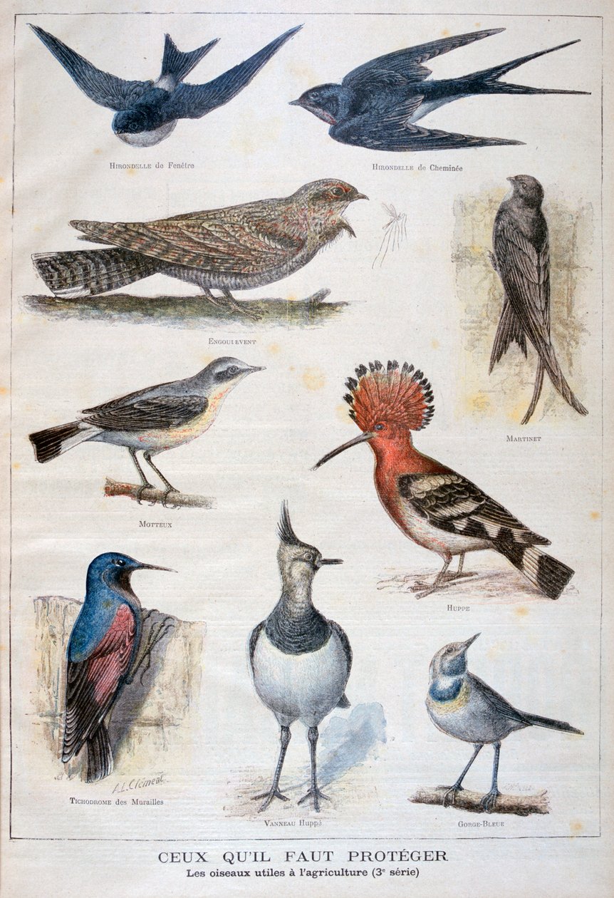 Aves protegidas e úteis na agricultura, 1897 de Fortuné Méaulle